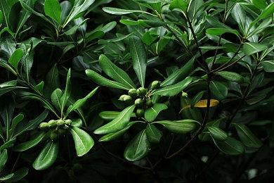 《曼达洛人》“阿索卡”将出演《消逝的光芒2》女主