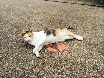 DLC来了！《完蛋！我被美女包围了！》路透首曝光